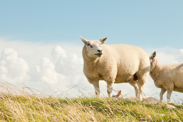 Sheep grazing in field of grass. Dike. Blue cloudy sky. - obrazy, fototapety, plakaty