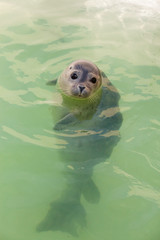 Obraz premium Cute young seal in basin. Swimming and playing.