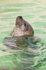 Fototapeta premium Cute seal in basin. Swimming and playing in water.