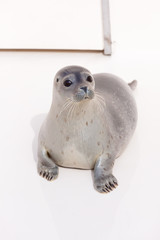 Cute young seal in basin. Resting and warming in the sun.