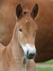 Foal Head Shot