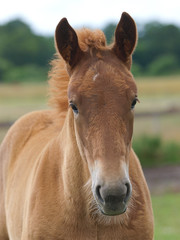 Suffolk Horse Foal Head Shot