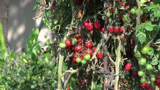 tomates cherri