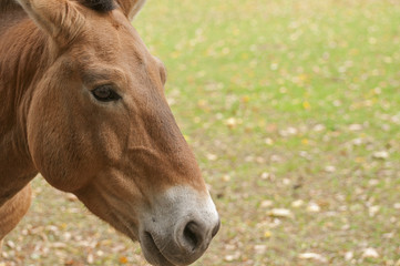 Przewalski's horse