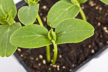 Cucumber Seedlings