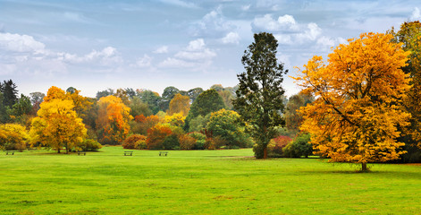 Panorama. Beautiful autumn trees. Autumn.