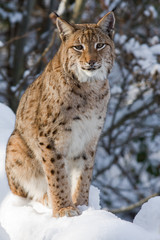 Luchs im Schnee