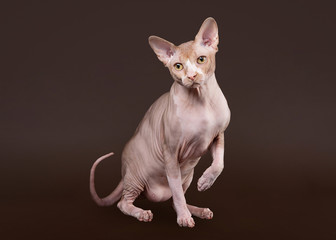 Don sphynx on dark brown background