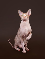 Don sphynx on dark brown background