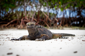 Giant Iguanas with Natural Background