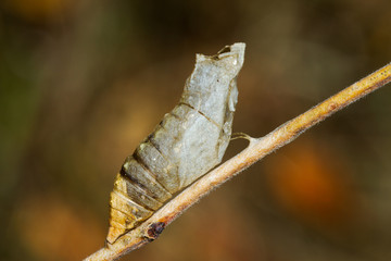 Naklejka premium butterfly Papilio machaon pupa after being abandoned by adult