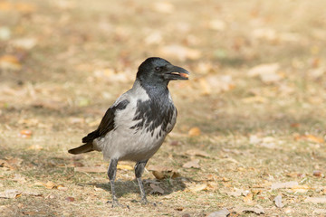Hooded crow on the ground / Corvus cornix