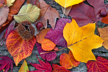 Abstract background of autumn leaves.
