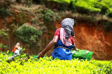 Femme cueillant des feuilles de thé dans une plantation de thé, Munnar, Inde