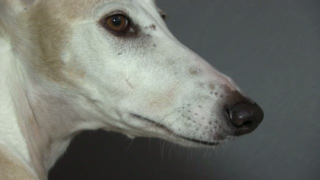 Galgo