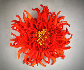 Red zinnia flower