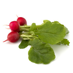 .Small garden radish  .