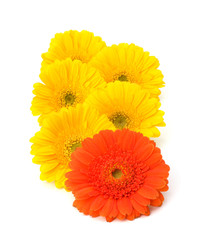 Beautiful daisy gerbera flowers