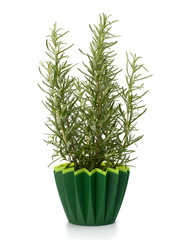 Sweet rosemary plant