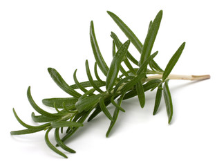 Fototapeta premium Sweet rosemary leaves