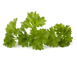 Parsley herb