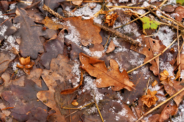 Background of autumn leaves. The first snow.