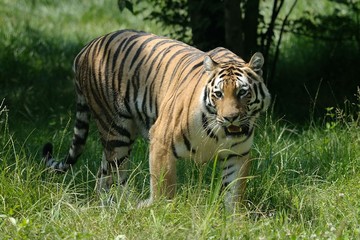 Tigre siberiana © massimhokuto