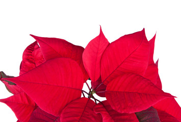 Red christmas flower poinsettia