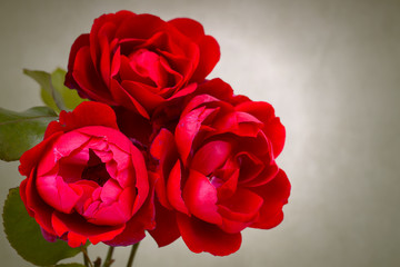 Garden red roses