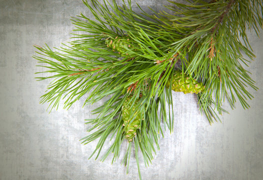 Christmas tree branches with pine cones © iLight photo