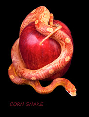 Obraz premium Snake wrapped around a red apple