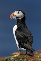 Puffin (Fratercula arctica)