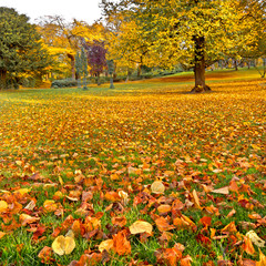 Panorama. Beautiful autumn park. Autumn.