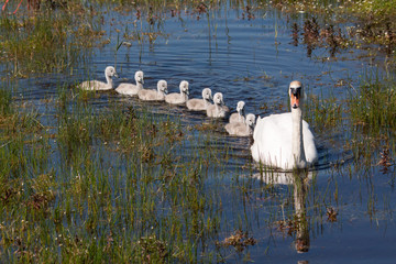 Naklejka premium Cygne tuberculé - Cygnus olor - et ses bébés sur l'étang
