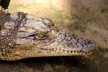 Obraz premium Small Crocodile Close-up
