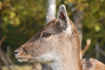 Damwild  (lat. Dama Dama L.)
