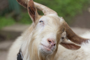 Fototapeta premium ヤクシマヤギ