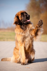 leonberger dog giving paw