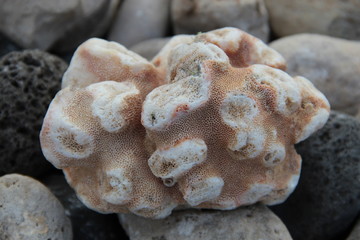 Trockene Koralle mit Steinhintergrund auf Maui (Hawaii)