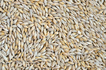 barley seeds background