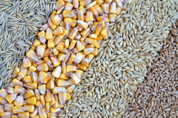 colorful cereal seeds as background