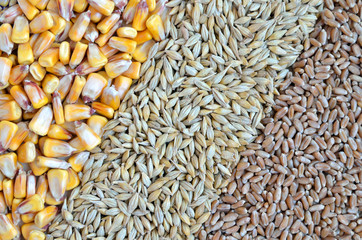 colorful cereal seeds as background