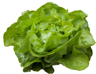 Salade verte de nos jardins