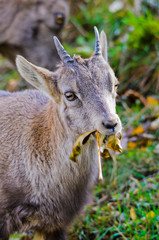 Giovane esemplare di stambecco