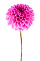 Photo sur Plexiglas Dahlia Fleur de dahlia
