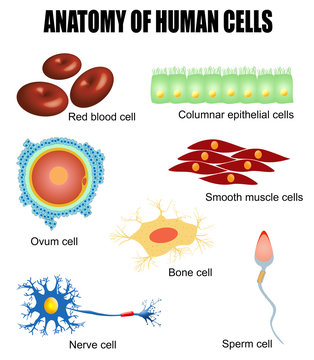 Anatomy of human cells