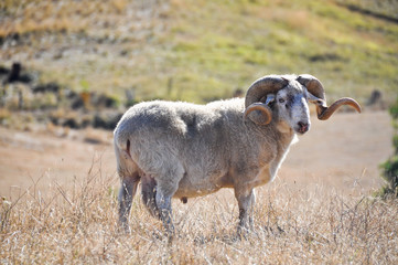 Portrait of a domestic sheep in rural ambiance