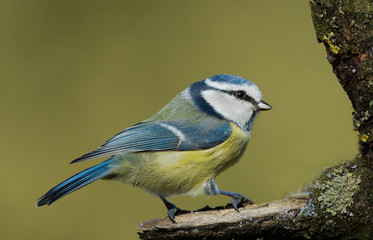 Blue tit