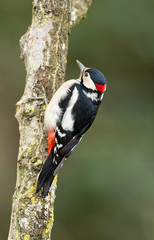 Great Spotted Woodpecker on a tree. (Dendrocopos major