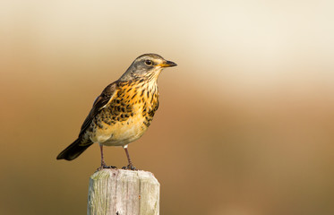 The Fieldfare (Latin name: Turdus pilaris) in the wild nature.